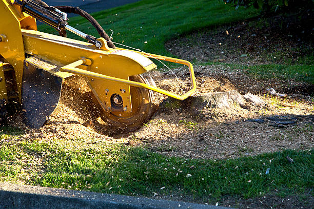 Dead Tree Removal in Searcy, AR